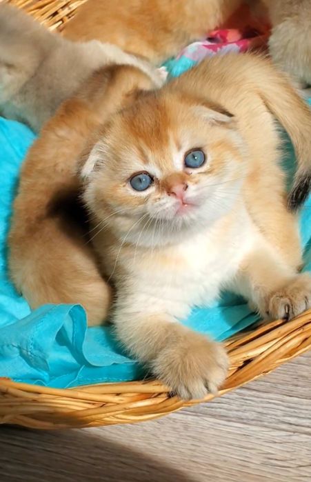 Ласковые малыши золотая шиншилла,  ручные