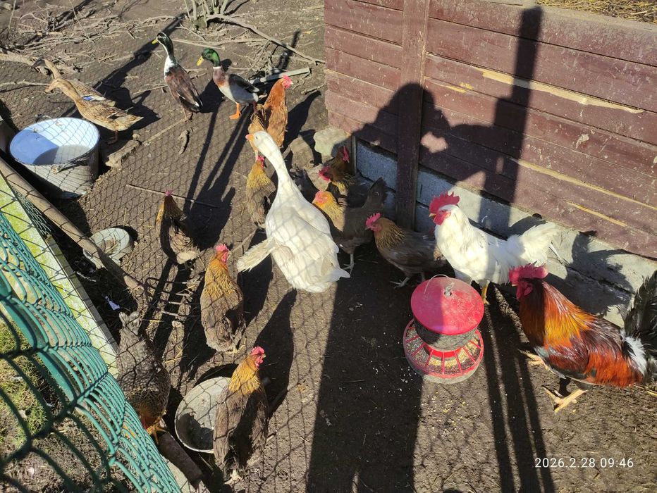 Gęś biała kołudzka, owsiana. Gąska