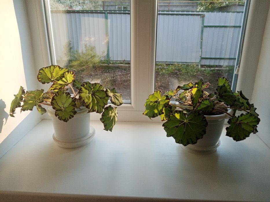 Бегония комнатная