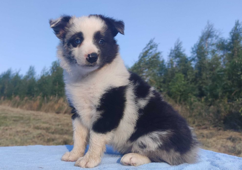 Prześliczna Suczka BORDER COLLIE - pełna dok. super rodzice