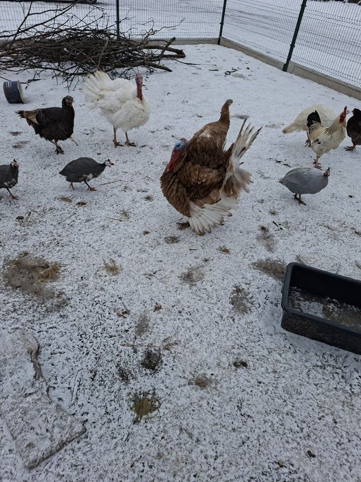 Sprzedam indory indyki