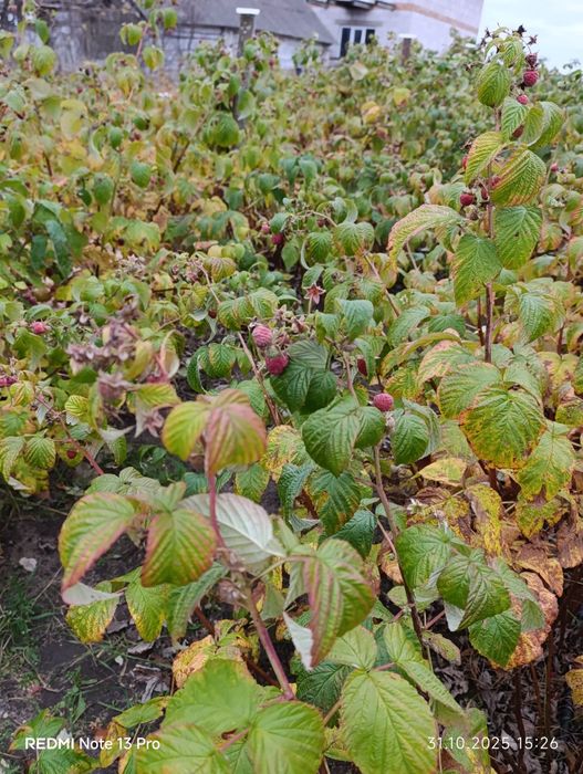 Садженці малини сорти