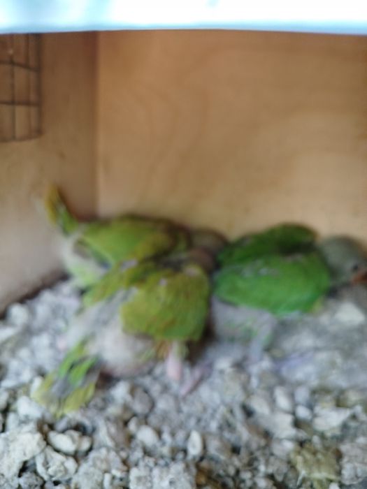 Ring neks portadores de verdes violeta cc para criar a mão