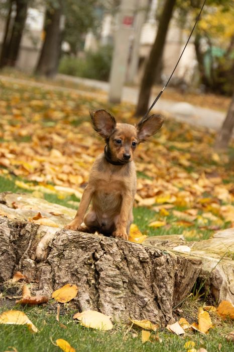 Замечательные щенки русского тоя для самых замечательных владельцев