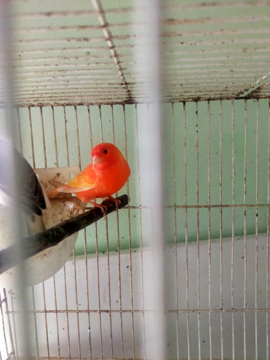 Canários machos e fêmeas