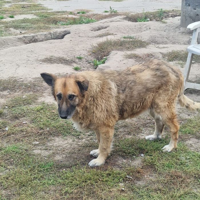 Sonia piękna suczka z ogromnym sercem.