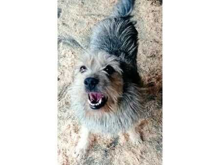 PRZYTULAŚNY, kudłaty, ŚREDNI (13kg) pies