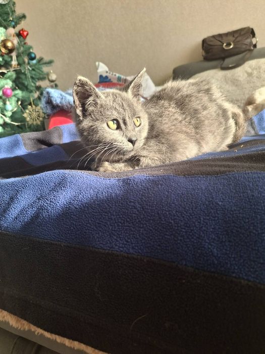 Кошеня в хороші руки