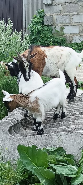 Камерунская козочка