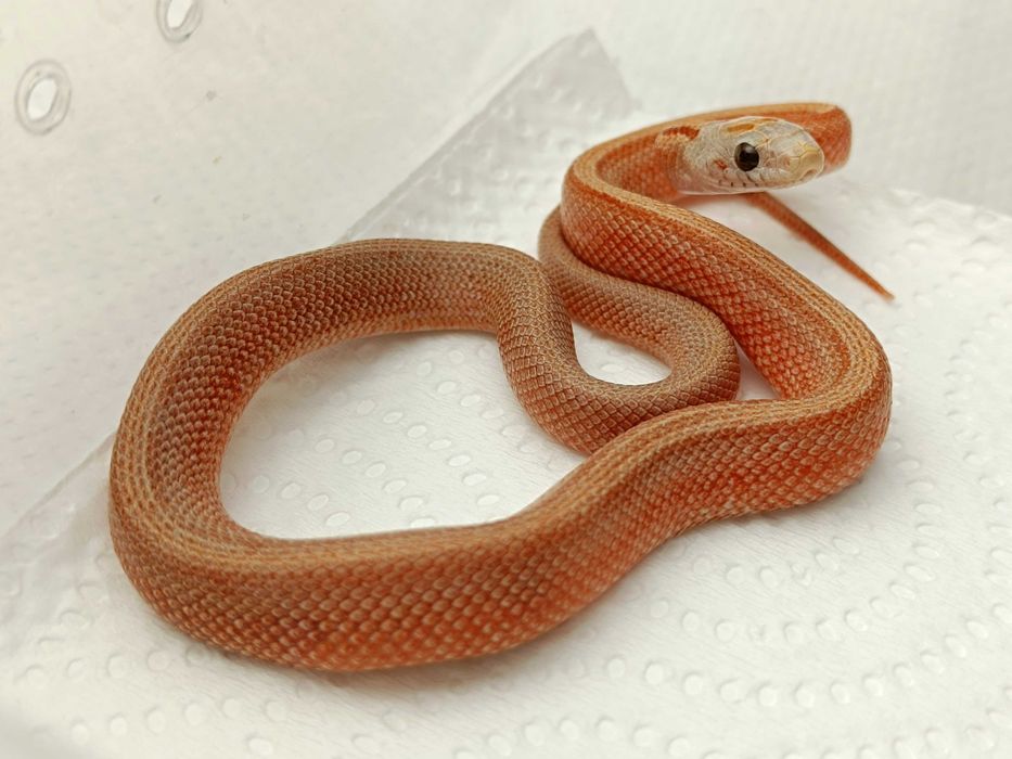 Wąż zbożowy / Odmiana Bloodred Pied Sided Stripe poss Tessera, ph. 66% caramel / Samica / ID:F3