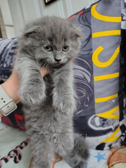 Висловухе кошеня (дівчинка)