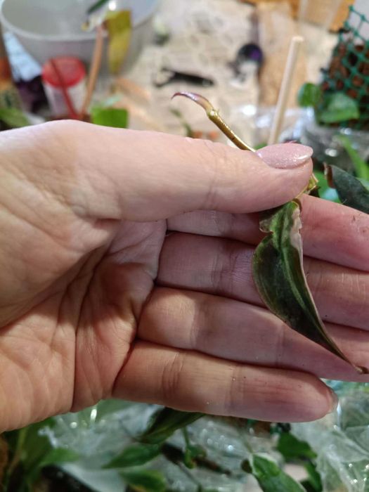 philodendron halo-cięty szczyt