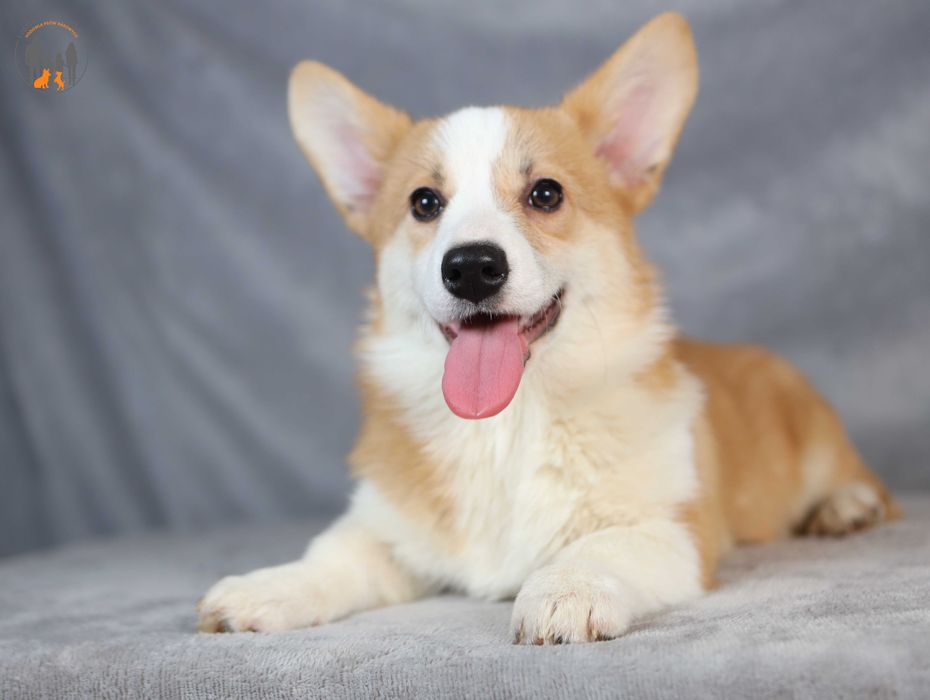 Welsh Corgi Pembroke  FCI wyjątkowa piękność po Championie