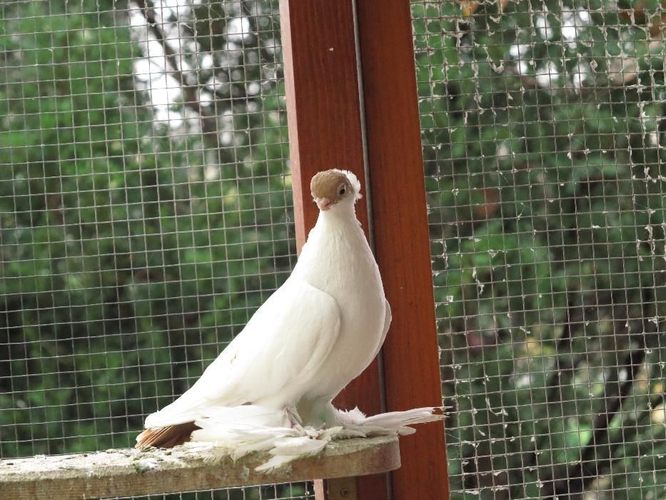Krymka Białostocka od Mistrza Polski OKAZJA
