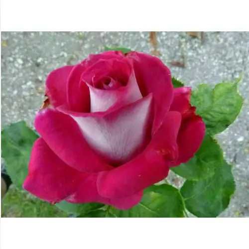 Roseira que dá ROSAS de CORAÇÂO BRANCO, flores grandes,