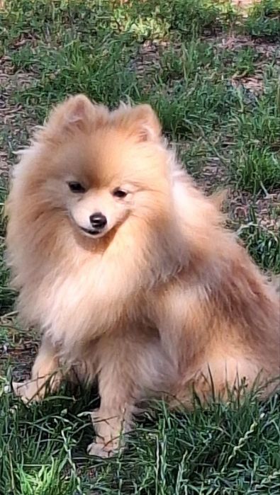 Продається підрощене  цуценя шпіца.