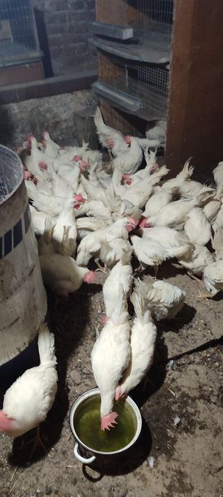 Продам півні молоді