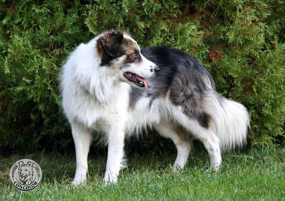 Border Collie Coli - piesek standard czarno-biały. Rodowód, przebadani rodzice.