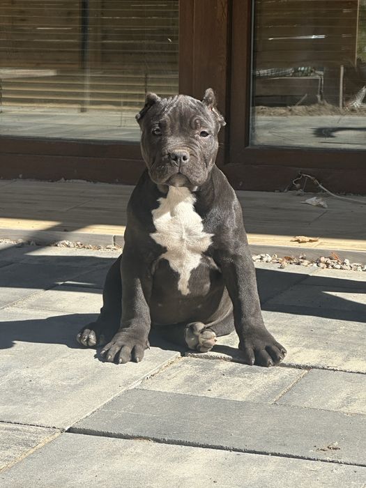 American bully xl