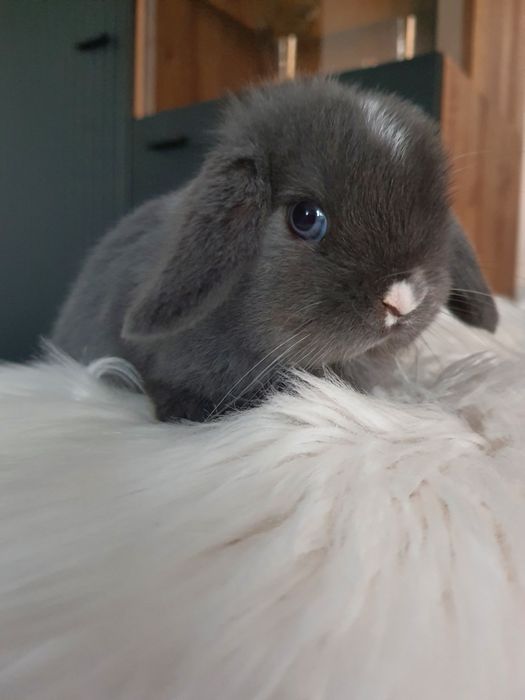 Króliki baranek miniaturka karzełek mini lop. Cena CAŁKOWITA.