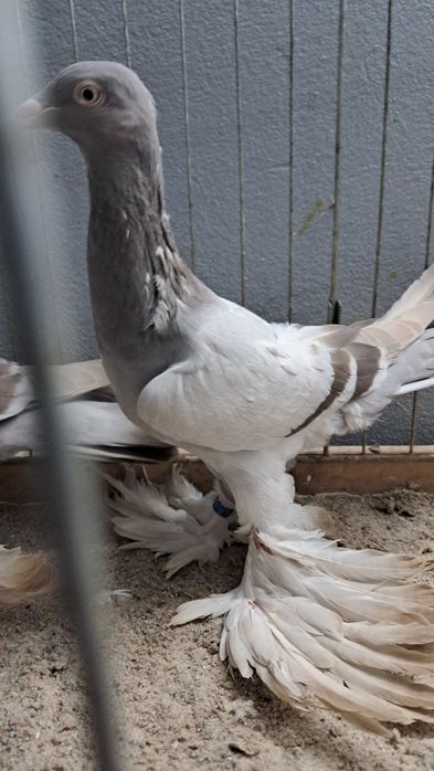 Bocian masłowy sprzedam