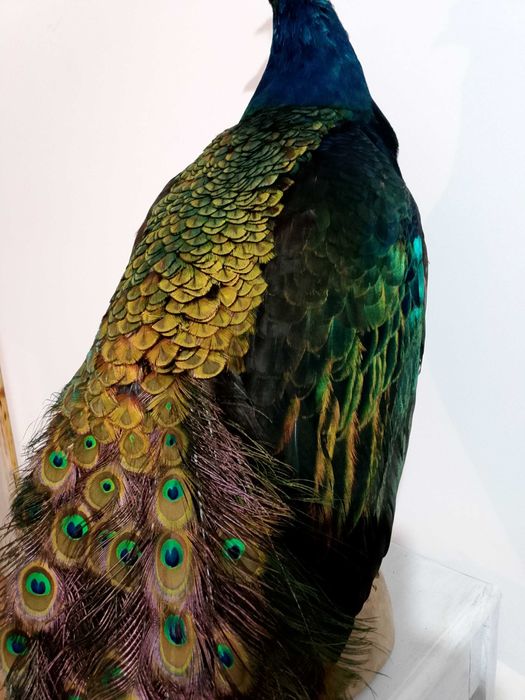 Spreparowane, wypchane pawia