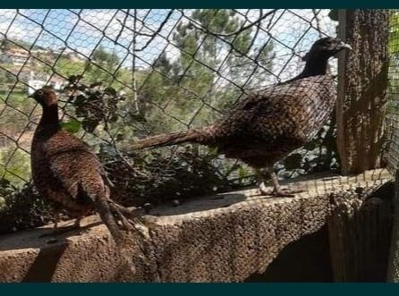 Ovos para incubação das seguintes aves...