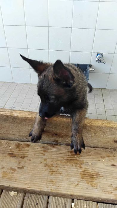 Pastor Belga Malinois