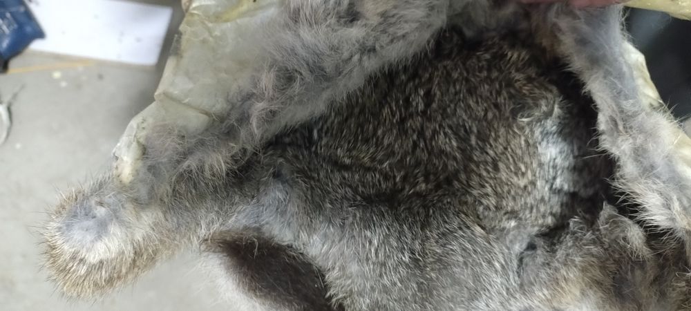 Шкури/хутро кролика сушені