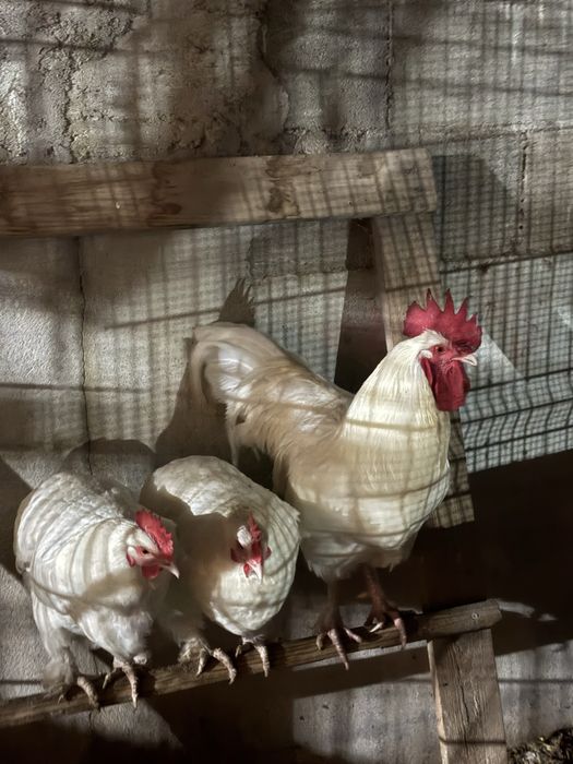 Vendo um trio de Marans Brancos