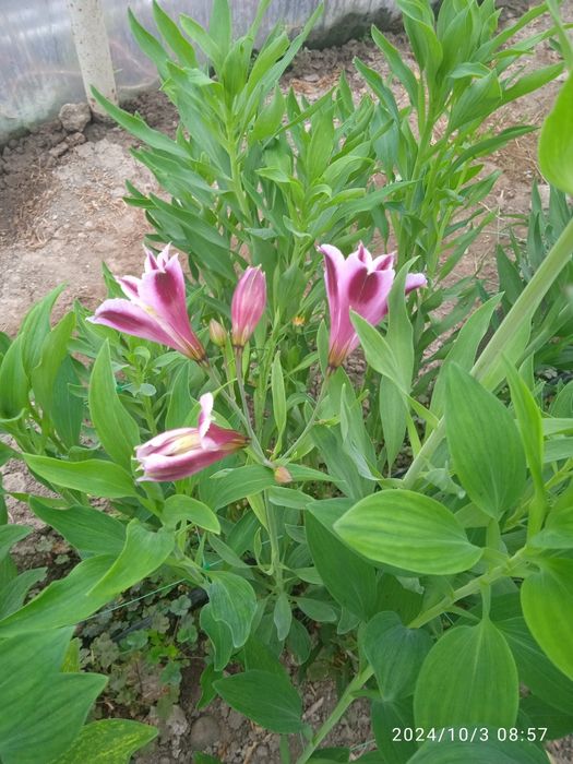 Продам коріння альстромерії.