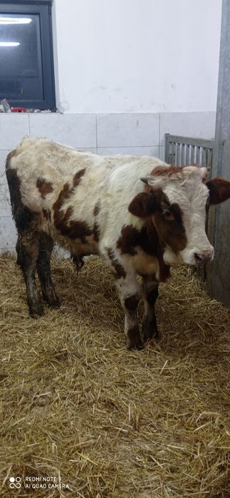 Byk byczek 320 kg mięsny