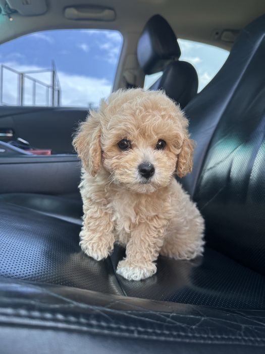 Меленька дівчинка мальтипу