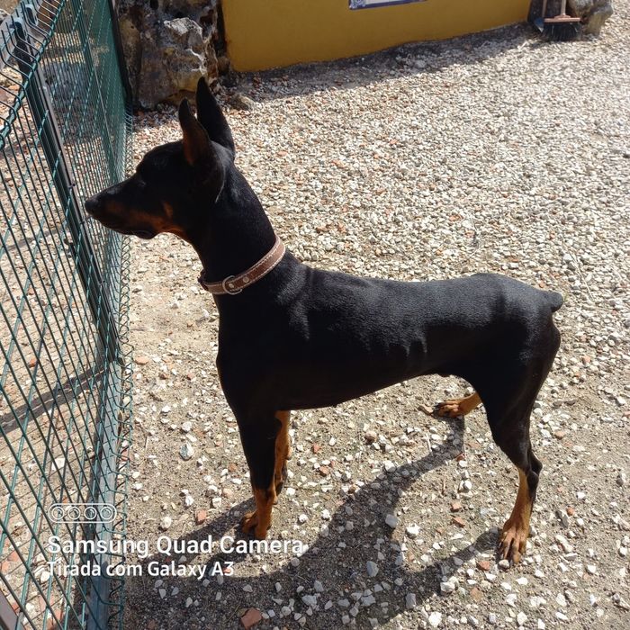 Doberman para monta