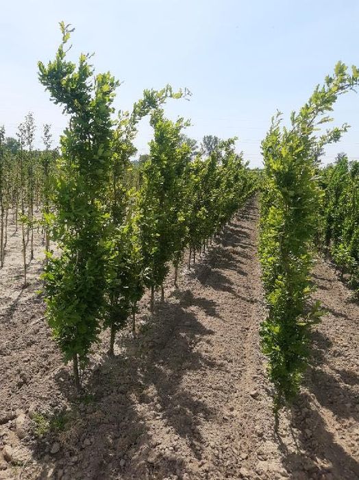 Dąb Kolumnowy Fastigiata 12-14 cm 300 cm cena 380 zł