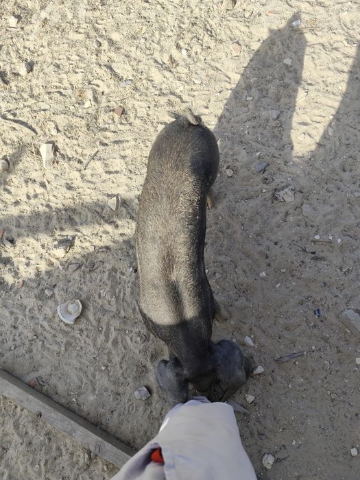 Leitão mangalitsa cruzado