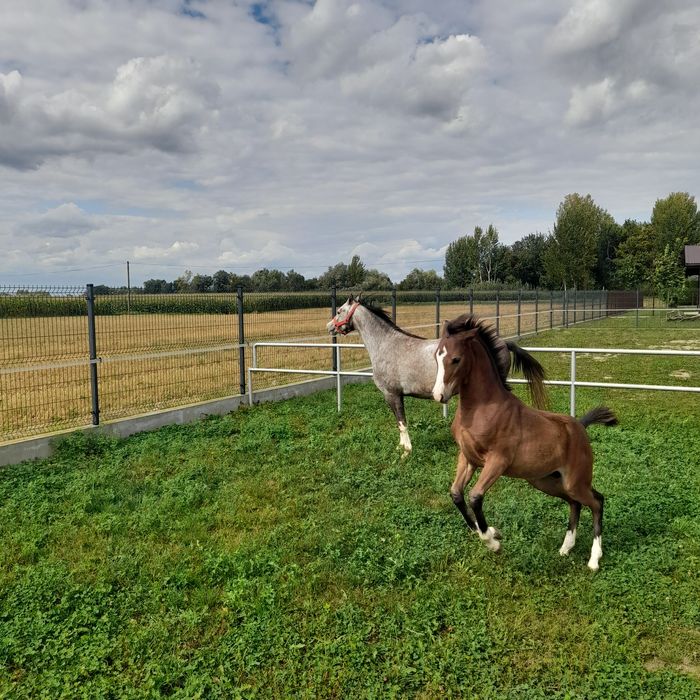 KUCE Klacze Walijskie