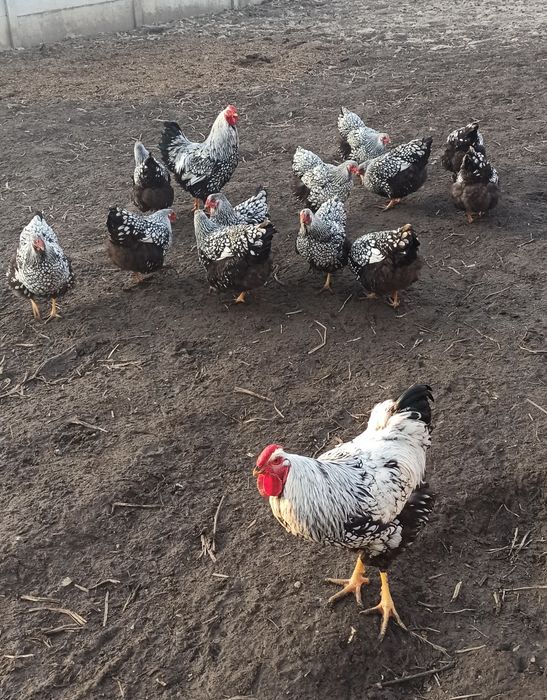 Продам курчата породи Віандот срібло.