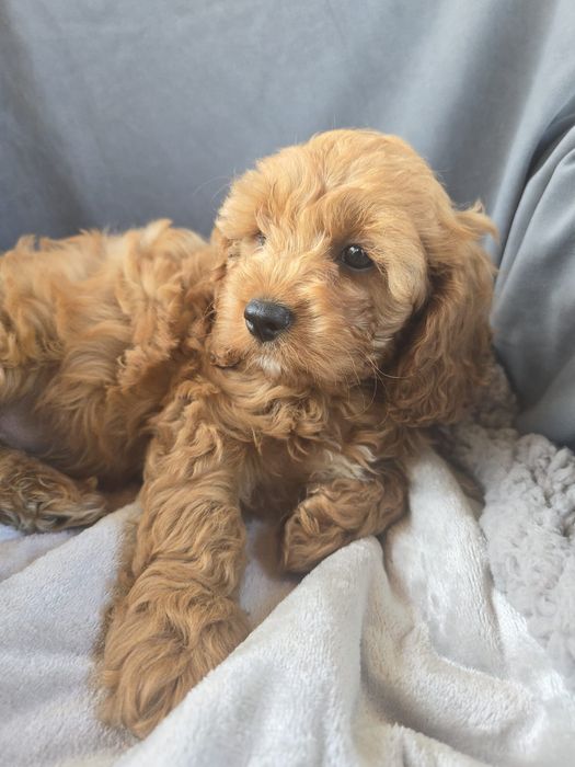 Cavapoo f1 samiec chłopczyk cavapo