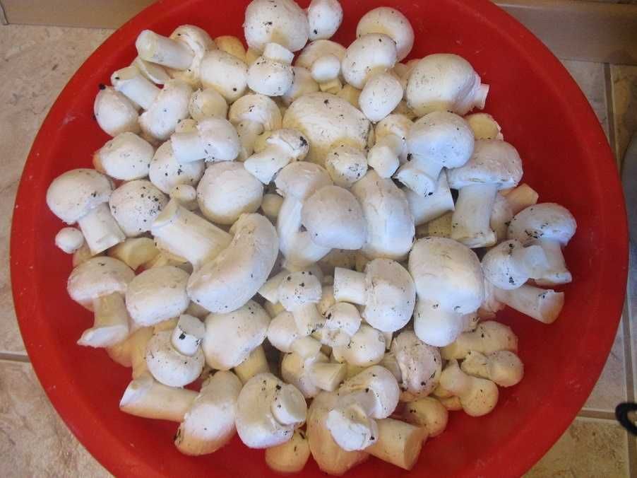 Grzybnia Ziarnista Pieczarka biała
