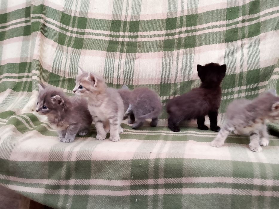 Котята бесплатно