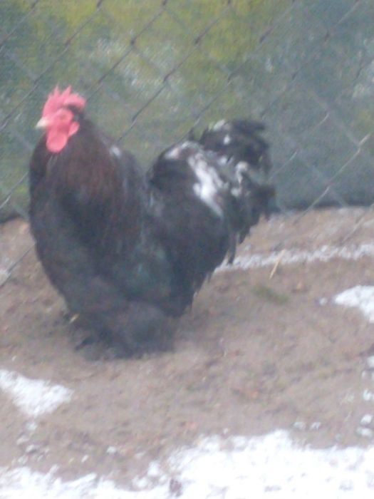 Sprzedam koguta  brahmy