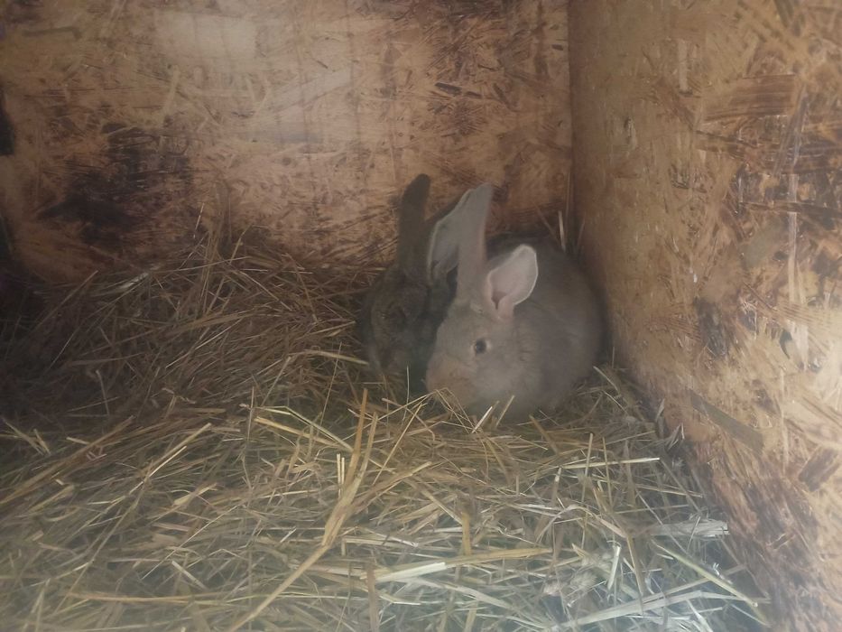 Witam posiadam króliki na sprzedaż.