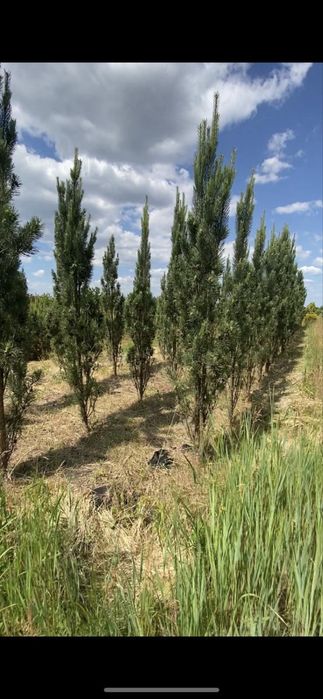 Продаж розплідника рослин (питомник) 12га землі Бориспіль земельна ділянка