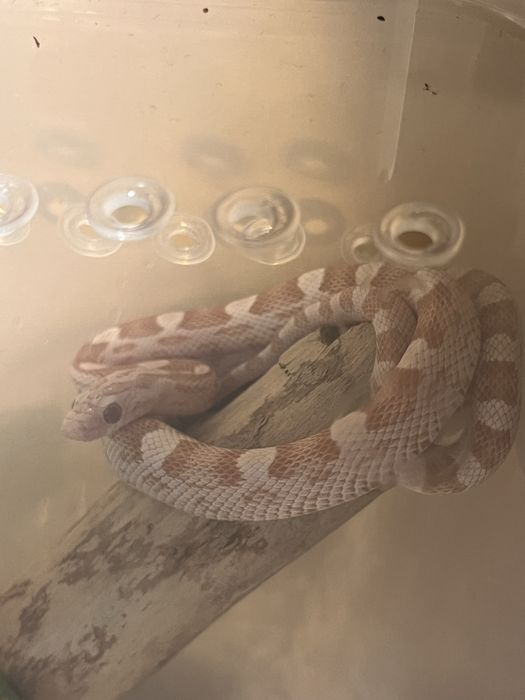 Wąż zbożowy sprzedam