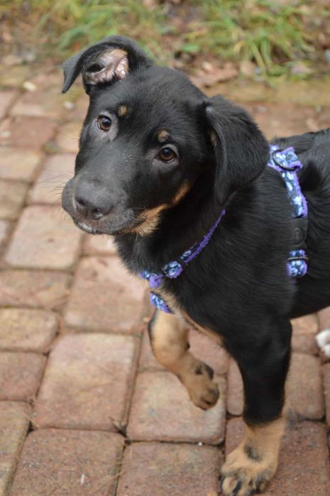 Cudna, przekochana , bezdomna ok 4 mięs sunia prosi o dom