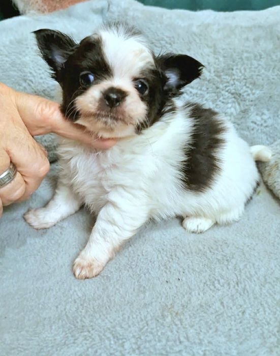 Amigo chihuahua długowłosy