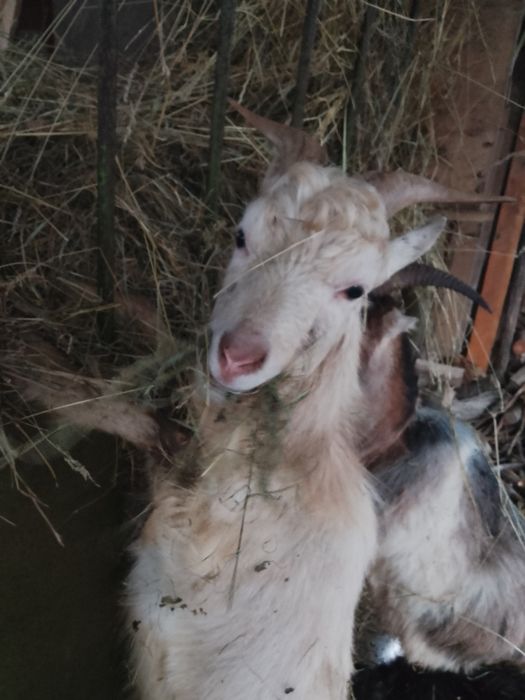 Продаю цапа молодого