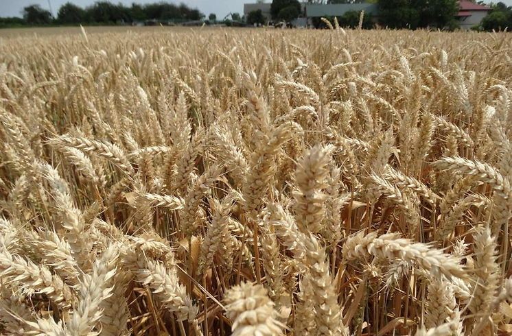 Pszenica/Pszenżyto/Jęczmień Jary/Owies