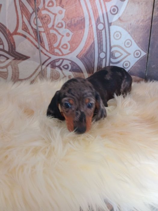 Excelente  fêmea miniatura pêlo curto